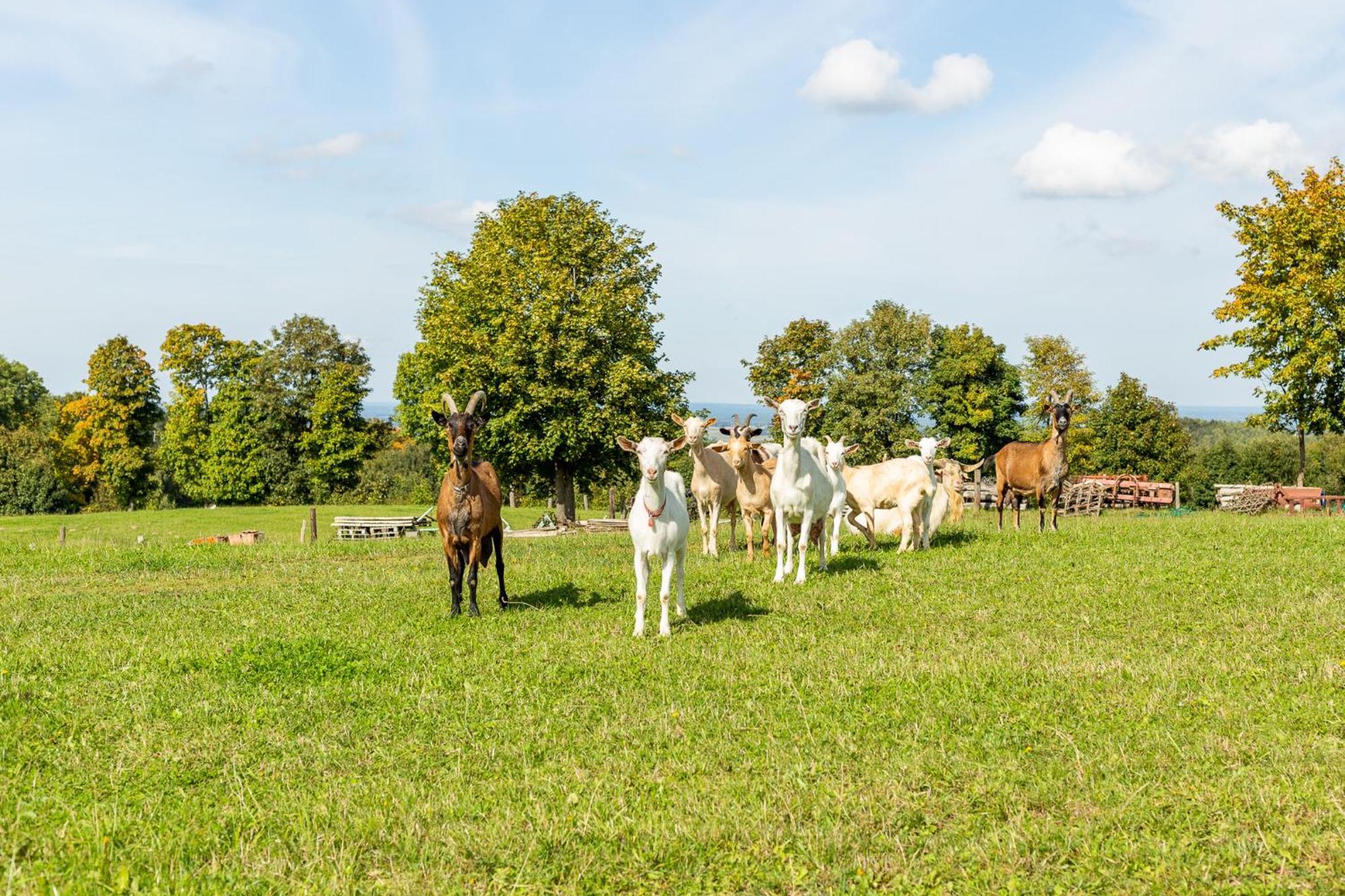 Dylewianka Vila Wysoka Wieś Exterior foto