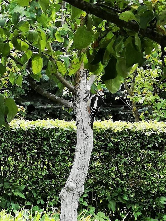 Dylewianka Vila Wysoka Wieś Exterior foto